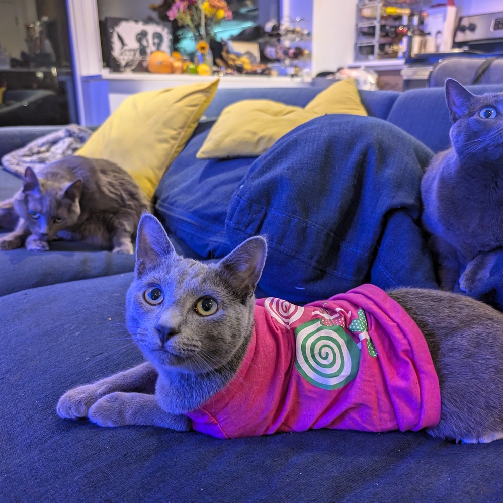 Pink Cat T-Shirt